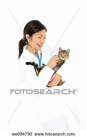 Beautiful Asian woman Veterinarian examining a kitten View Large Photo Image Stock Image - Beautiful Asian woman Veterinarian examining a kitten. Fotosearch
