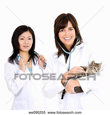 Beautiful Caucasian and Asian women Veterinarians examining a kitten View Large Photo Image Stock Photography - Beautiful Caucasian and Asian women Veterinarians examining a kitten. Fotosearch