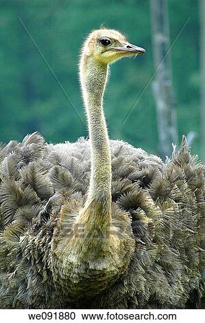 Stock Image - beautiful portrait of an ostrich. Fotosearch