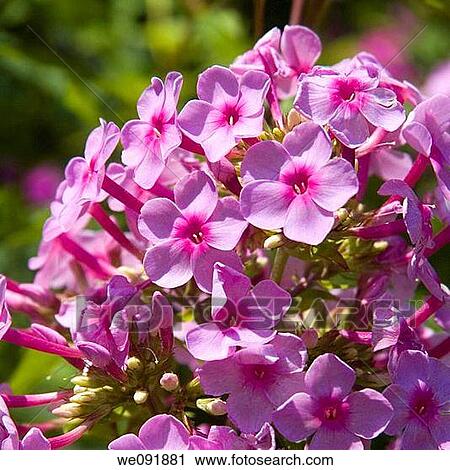 beautiful vibrant pink phlox flower cluster View Large Photo Image Stock Image - beautiful vibrant pink phlox flower cluster. Fotosearch