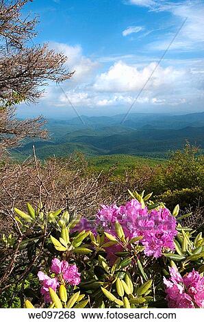 Beautiful view from the Blue Ridge Parkway showing the native Catawba Rhododendron in full bloom View Large Photo Image Stock Photo - Beautiful view from the Blue Ridge Parkway showing the native Catawba Rhododendron in full bloom. Fotosearch