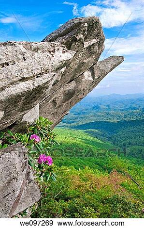 Beautiful view from the Blue Ridge Parkway showing the native Catawba Rhododendron in full bloom on a rocky outcropping View Large Photo Image Stock Photo - Beautiful view from the Blue Ridge Parkway showing the native Catawba Rhododendron in full bloom on a rocky outcropping. Fotosearch