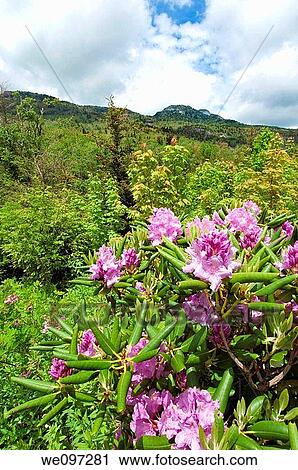 Beautiful view of the popular Blue Ridge Parkway destination Grandfather Mountain, with Catawba Rhododendron in full bloom View Large Photo Image Stock Image - Beautiful view of the popular Blue Ridge Parkway destination Grandfather Mountain, with Catawba Rhododendron in full bloom. Fotosearch