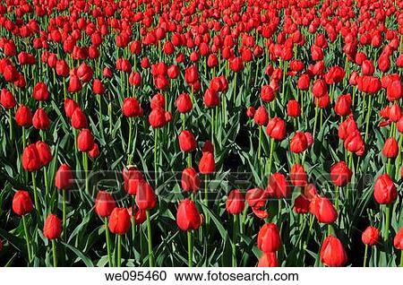 Bed of red Canadian Liberator Dutch Tulips at Ottawa Tulip Festival View Large Photo Image Stock Image - Bed of red Canadian Liberator Dutch Tulips at Ottawa Tulip Festival. Fotosearch