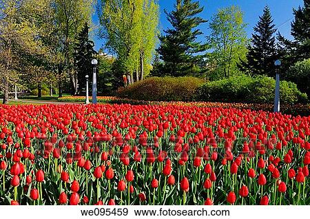 Bed of red Canadian Liberator Dutch Tulips at Commissioners Park Ottawa Tulip Festival View Large Photo Image Stock Photo - Bed of red Canadian Liberator Dutch Tulips at Commissioners Park Ottawa Tulip Festival. Fotosearch