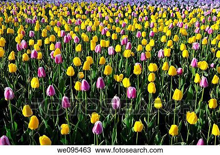 Bed of sidelit yellow Garant and purple white Ollioules Dutch Tulips at Ottawa Tulip Festival View Large Photo Image Stock Image - Bed of sidelit yellow Garant and purple white Ollioules Dutch Tulips at Ottawa Tulip Festival. Fotosearch