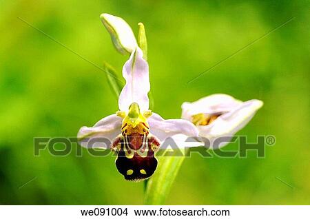 Picture - Bee Orchid, Ophrys apifera, Orchid. Fotosearch