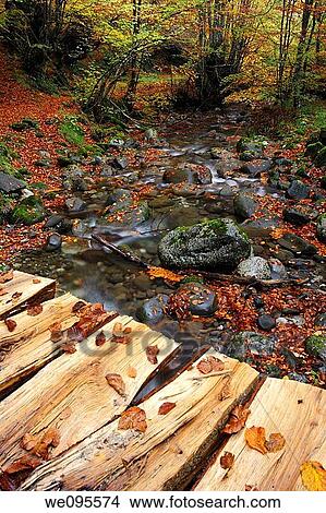 Picture - Beech and Lindes river during the autumn. Quir? s. Asturias. Spain. Fotosearch