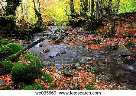 Beech and Lindes river during the autumn. Quir? s. Asturias. Spain View Large Photo Image Stock Photo - Beech and Lindes river during the autumn. Quir? s. Asturias. Spain. Fotosearch