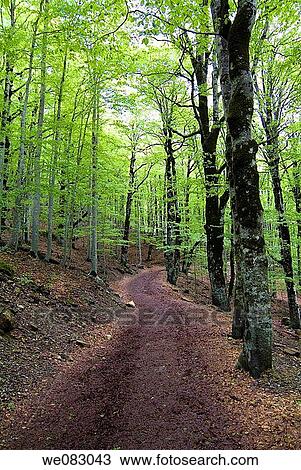 Beechwood, Ordesa National Park, Huesca province, Aragon, Spain View Large Photo Image Stock Image - Beechwood, Ordesa National Park, Huesca province, Aragon, Spain. Fotosearch