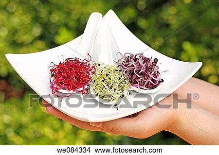 Beetroot, onion and radish sprouts View Large Photo Image Picture - Beetroot, onion and radish sprouts. Fotosearch