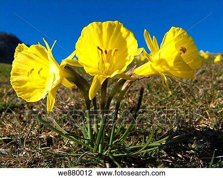 Bell-shaped yellow daffodils (Narcissus bulbocodium) in Gorbea Natural Park, Biscay, Basque Country, Spain. View Large Photo Image Stock Image - Bell-shaped yellow daffodils (Narcissus bulbocodium) in Gorbea Natural Park, Biscay, Basque Country, Spain.. Fotosearch