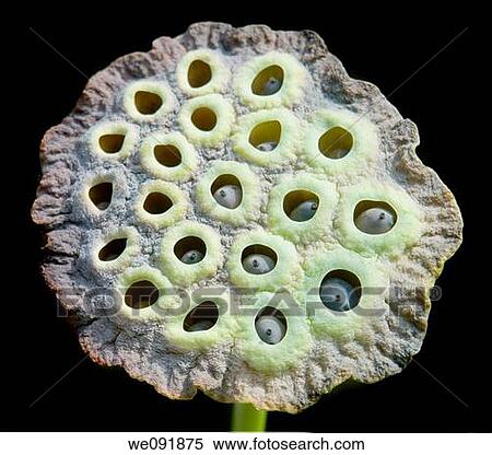 Beutiful natural geometry of the lotus flower pod View Large Photo Image Stock Photography - Beutiful natural geometry of the lotus flower pod. Fotosearch