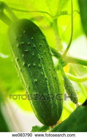 Big and Small Cucumbers Growing on a Vine. Cucumis sativus. View Large Photo Image Stock Image - Big and Small Cucumbers Growing on a Vine. Cucumis sativus.. Fotosearch
