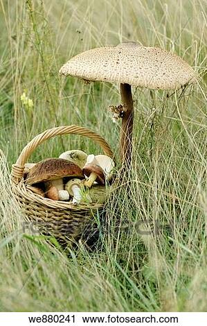 Stock Image - Big Parasol mushroom and a basket of edible wild mushrooms. Eastern Europe, Russia. Fotosearch