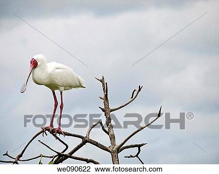 Bird in Bird's Island, Ziguinchor, Senegal View Large Photo Image Stock Image - Bird in Bird's Island, Ziguinchor, Senegal. Fotosearch
