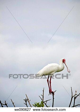 Stock Photo - Bird in Bird's Island, Ziguinchor, Senegal. Fotosearch