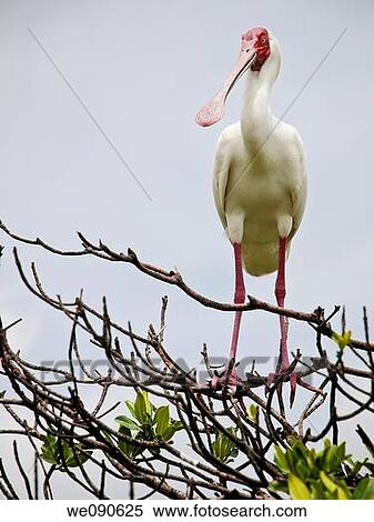 Bird in Bird's Island, Ziguinchor, Senegal View Large Photo Image Stock Photography - Bird in Bird's Island, Ziguinchor, Senegal. Fotosearch