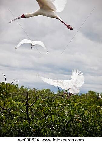 Birds in Bird's Island, Ziguinchor, Senegal View Large Photo Image Picture - Birds in Bird's Island, Ziguinchor, Senegal. Fotosearch