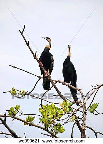 Birds in Bird's Island, Ziguinchor, Senegal View Large Photo Image Stock Image - Birds in Bird's Island, Ziguinchor, Senegal. Fotosearch