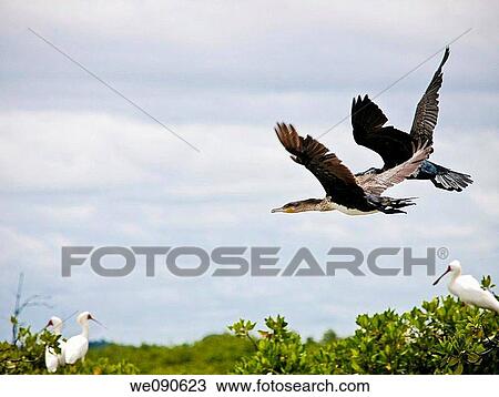 Birds in Bird's Island, Ziguinchor, Senegal View Large Photo Image Stock Image - Birds in Bird's Island, Ziguinchor, Senegal. Fotosearch