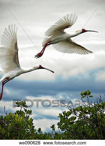 Stock Photo - Birds in Bird's Island, Ziguinchor, Senegal. Fotosearch
