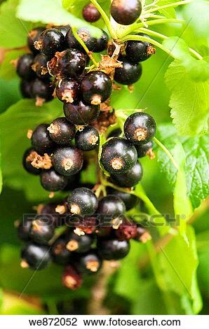 Stock Image - Black Currant Ripening on a Bush. Fotosearch