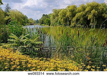 Black Eyed Susans and Cattails at Victoria Park Lake in Kitchener Ontario View Large Photo Image Picture - Black Eyed Susans and Cattails at Victoria Park Lake in Kitchener Ontario. Fotosearch
