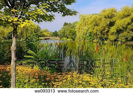 Black Eyed Susans Cattails Willows and footbridge at Victoria Park Lake in Kitchener Ontario View Large Photo Image Stock Image - Black Eyed Susans Cattails Willows and footbridge at Victoria Park Lake in Kitchener Ontario. Fotosearch