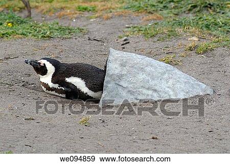 Black Footed Jackass Penguins Speniscus demersus lying out of artificial nest, Betty's Bay, South Weatern Cape, South Africa View Large Photo Image Stock Photo - Black Footed Jackass Penguins Speniscus demersus lying out of artificial nest, Betty's Bay, South Weatern Cape, South Africa. Fotosearch
