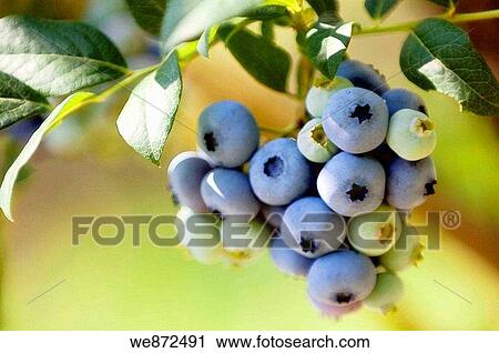 Blackberries Ripening on a Bush Vaccinium corymbosum June 2005 View Large Photo Image Stock Image - Blackberries Ripening on a Bush Vaccinium corymbosum June 2005. Fotosearch