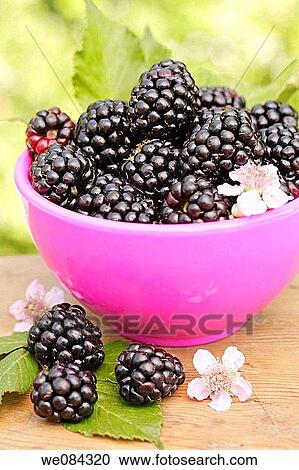 Blackberries (Rubus fruticosus) View Large Photo Image Stock Image - Blackberries (Rubus fruticosus). Fotosearch
