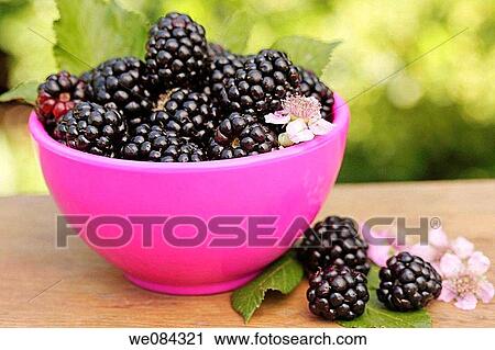 Blackberries (Rubus fruticosus) View Large Photo Image Stock Image - Blackberries (Rubus fruticosus). Fotosearch
