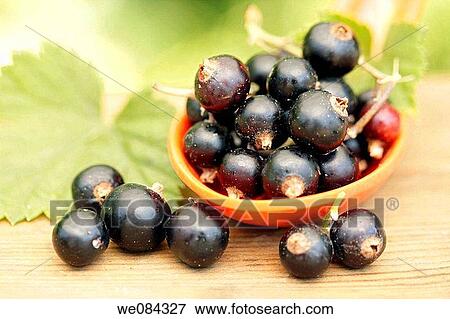 Blackcurrants (Ribes nigrum) View Large Photo Image Stock Photo - Blackcurrants (Ribes nigrum). Fotosearch