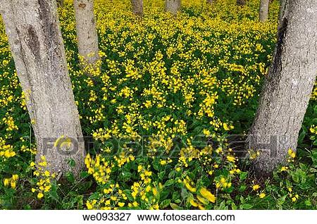 Blanket of yellow flowering wildflowers in a forest in Cape Breton Island Canada View Large Photo Image Stock Photo - Blanket of yellow flowering wildflowers in a forest in Cape Breton Island Canada. Fotosearch