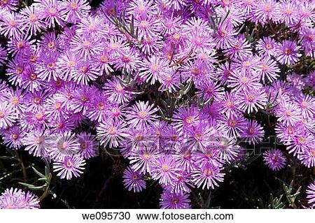Blooming colorful cactus garden in springtime View Large Photo Image Stock Image - Blooming colorful cactus garden in springtime. Fotosearch