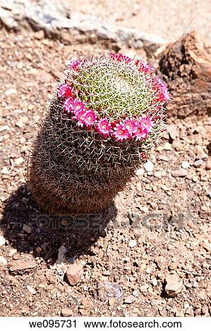 Blooming colorful cactus garden in springtime View Large Photo Image Stock Image - Blooming colorful cactus garden in springtime. Fotosearch