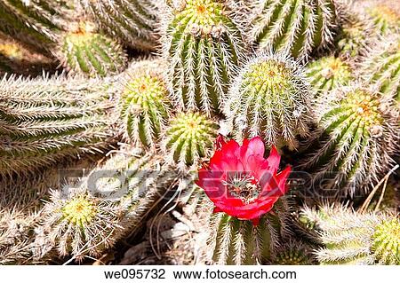 Stock Image - Blooming colorful cactus garden in springtime. Fotosearch