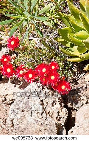 Stock Image - Blooming colorful cactus garden in springtime. Fotosearch