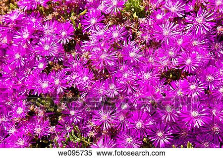 Blooming colorful cactus garden in springtime View Large Photo Image Stock Photography - Blooming colorful cactus garden in springtime. Fotosearch