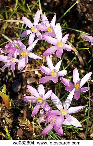 Blooming Crocus Pattern. Crocus tommasinianus. March 2008, Maryland, USA View Large Photo Image Picture - Blooming Crocus Pattern. Crocus tommasinianus. March 2008, Maryland, USA. Fotosearch