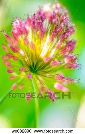 Blooming onion. Allium unifolium. June 2007, Maryland, USA View Large Photo Image Stock Image - Blooming onion. Allium unifolium. June 2007, Maryland, USA. Fotosearch