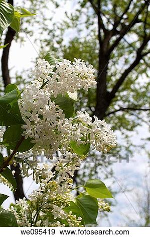 Blooming white lilac in front of a maple tree background View Large Photo Image Stock Photo - Blooming white lilac in front of a maple tree background. Fotosearch