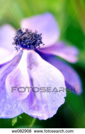 Blue Anemone Poppy. Anemone coronaria. May 2007. Maryland, USA. View Large Photo Image Stock Photo - Blue Anemone Poppy. Anemone coronaria. May 2007. Maryland, USA.. Fotosearch