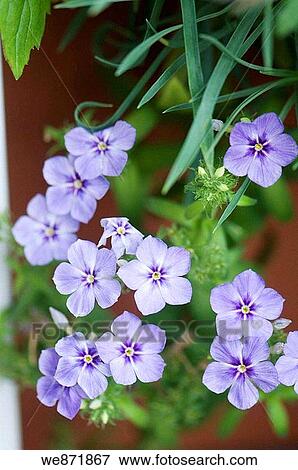 Blue Annual Phlox. Phlox drummondii. June 2008 Maryland, USA View Large Photo Image Stock Photo - Blue Annual Phlox. Phlox drummondii. June 2008 Maryland, USA. Fotosearch