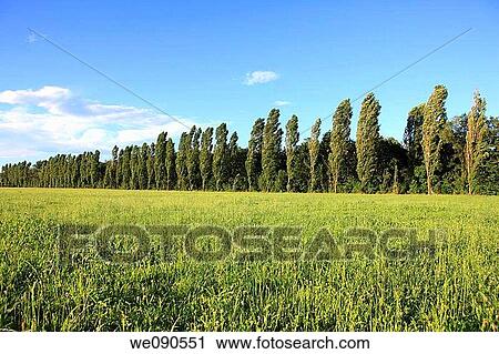 blue, blue sky, country, day, grassland View Large Photo Image Stock Image - blue, blue sky, country, day, grassland. Fotosearch