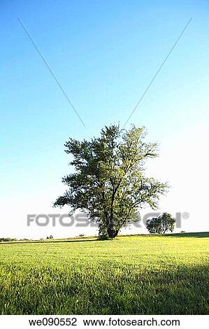 blue, blue sky, country, day, green View Large Photo Image Stock Image - blue, blue sky, country, day, green. Fotosearch