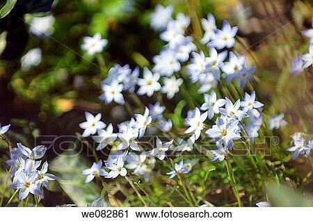 Blue Star Flowers. Ipheion uniflora. March 2008. South Carolina, USA. View Large Photo Image Stock Image - Blue Star Flowers. Ipheion uniflora. March 2008. South Carolina, USA.. Fotosearch