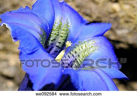 Blue stemless Gentian, Gentiana acaulis, Alpes View Large Photo Image Picture - Blue stemless Gentian, Gentiana acaulis, Alpes. Fotosearch