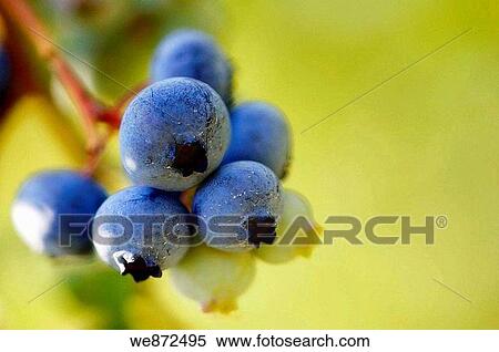 Blueberries Ripening in a Garden Vaccinium corymbosum June 2005 View Large Photo Image Stock Photography - Blueberries Ripening in a Garden Vaccinium corymbosum June 2005. Fotosearch